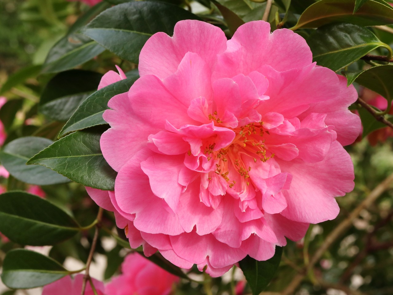 C. x williamsii 'Plymouth Beauty'